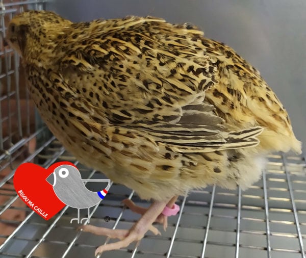 Cailles adultes (Femelle)