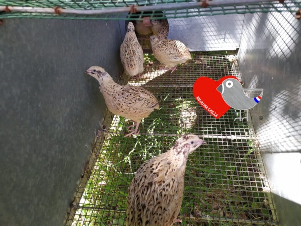 Starter Pack Bisou ma Caille: 5 Femelles + 1 Male offert! Coloris mixés