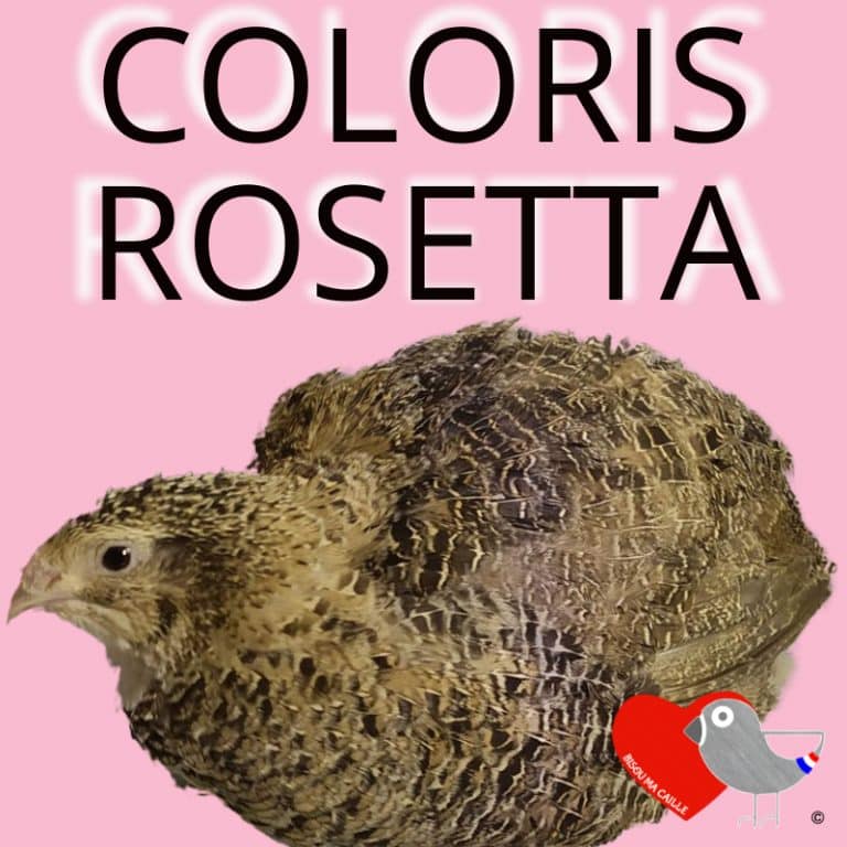 Oeufs de Cailles fécondés / pour l'élevage - Couleur Rosetta X6