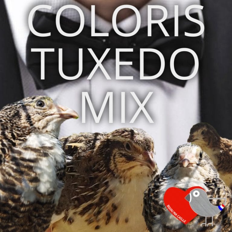 Oeufs de Cailles fécondés / pour l'élevage - Couleur Tuxedo MIX X6