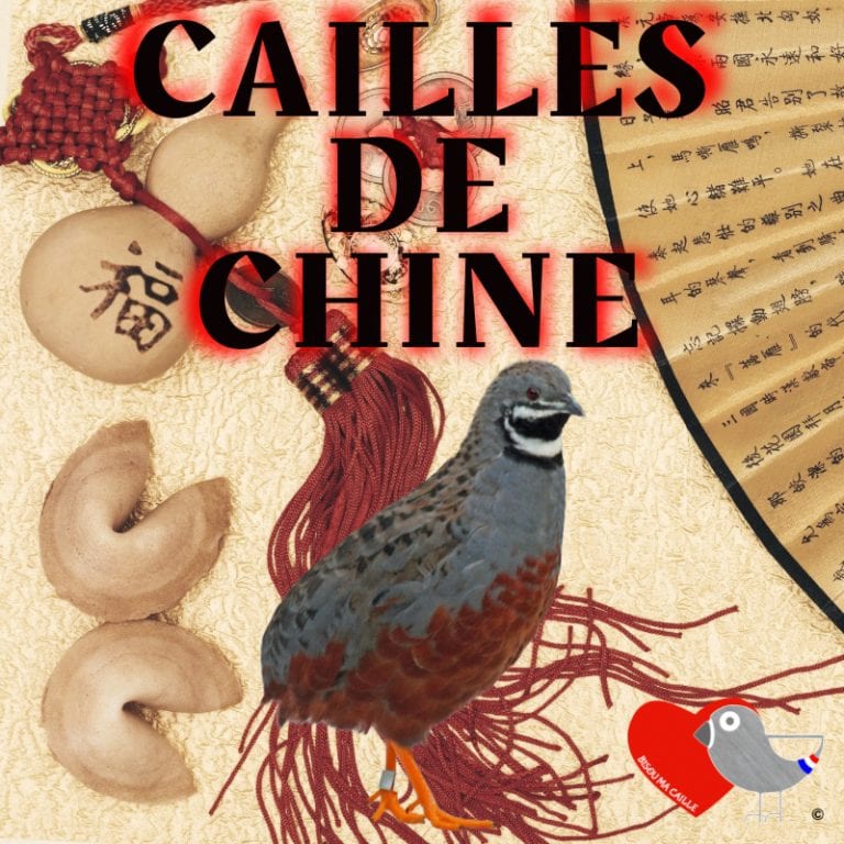 Oeufs de Cailles de Chine fécondés / pour l'élevage - Coloris MIX X1
