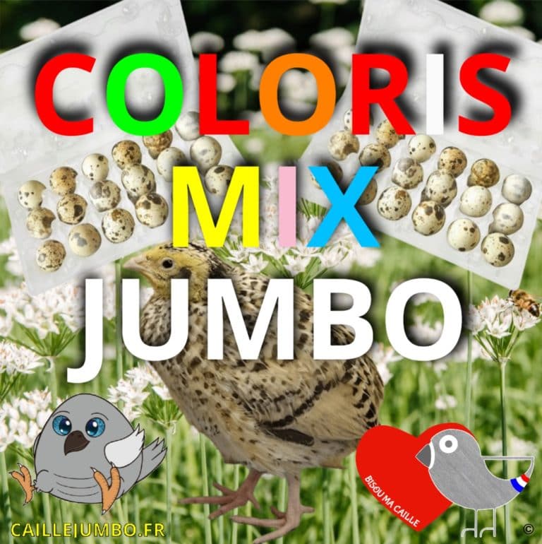 COLORIS-MIX-JUMBO-BMC