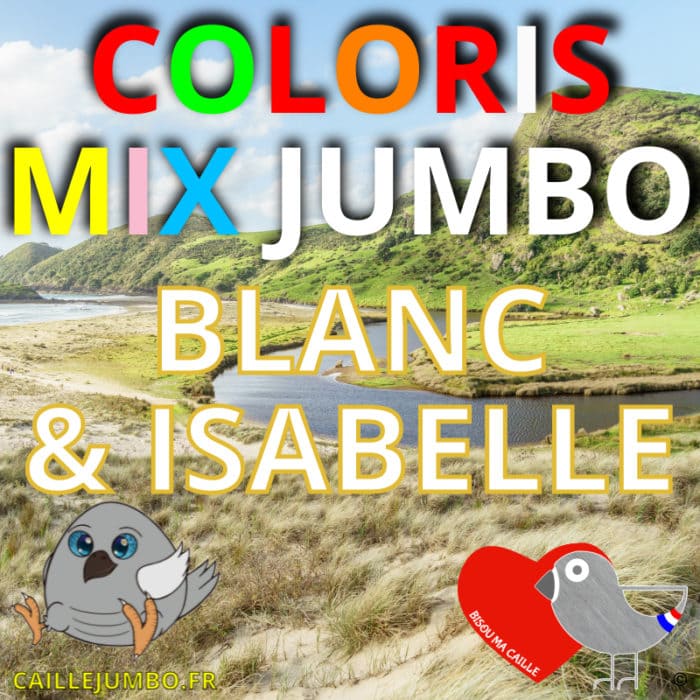 COLORIS MIX BLANC ISABELLE JUMBO BMC2