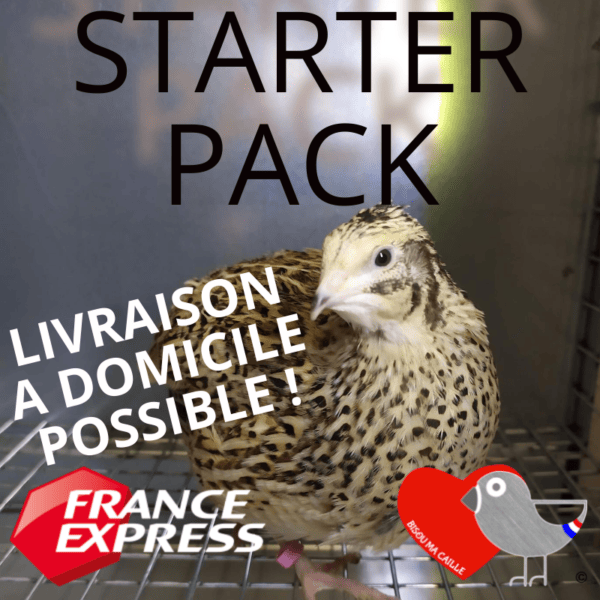 RÉSERVATION - Starter Pack Adultes Bisou ma Caille: 5 Femelles + 1 Male offert! Coloris mixés AVRIL 2023