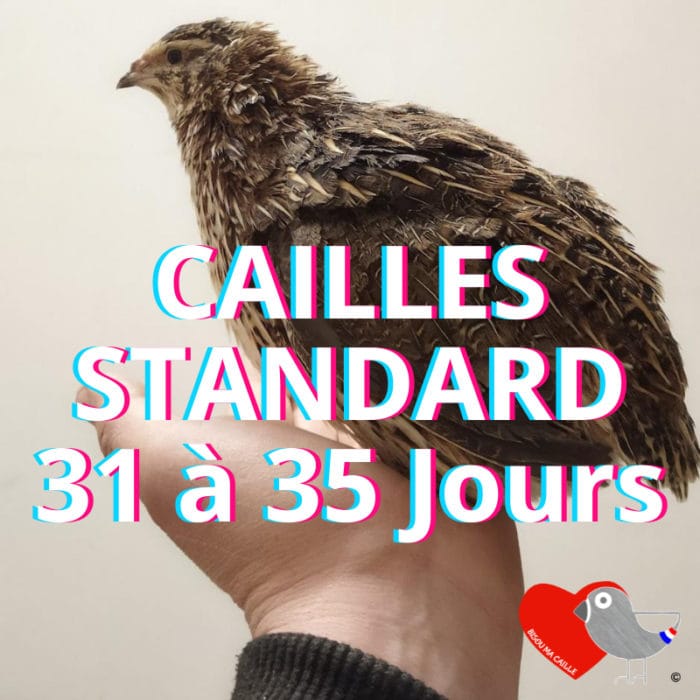 CAILLES 31 A 35 JOURS STANDARD BMC2
