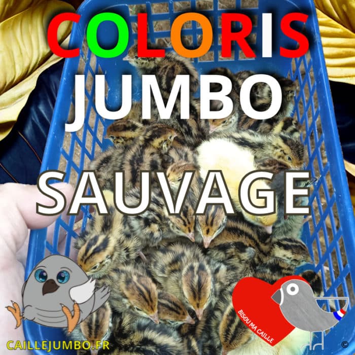 COLORIS SAUVAGE JUMBO BMC